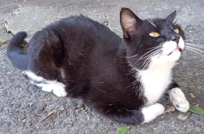 Gato raça SRD-ViraLata idade 2 anos nome Frajolão