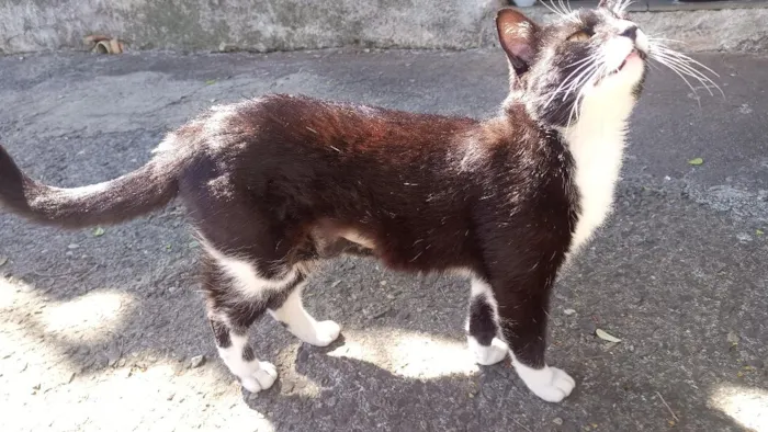 Gato raça SRD-ViraLata idade 2 anos nome Frajolão