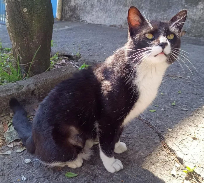 Gato raça SRD-ViraLata idade 2 anos nome Frajolão