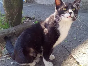 Gato raça SRD-ViraLata idade 2 anos nome Frajolão