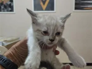 Gato raça SRD-ViraLata idade 2 a 6 meses nome Gato