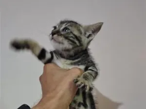 Gato raça SRD-ViraLata idade 2 a 6 meses nome Gato