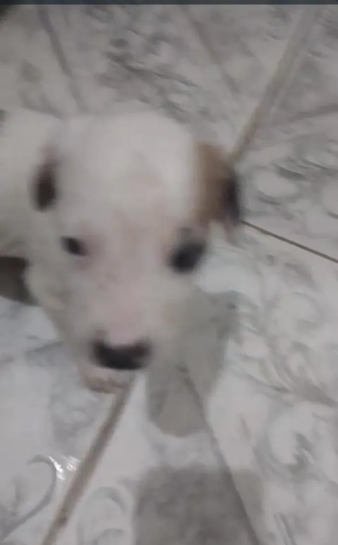 Cachorro raça SRD-ViraLata idade Abaixo de 2 meses nome sem nome ainda