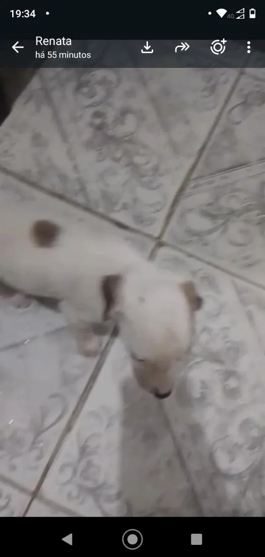 Cachorro raça SRD-ViraLata idade Abaixo de 2 meses nome sem nome ainda
