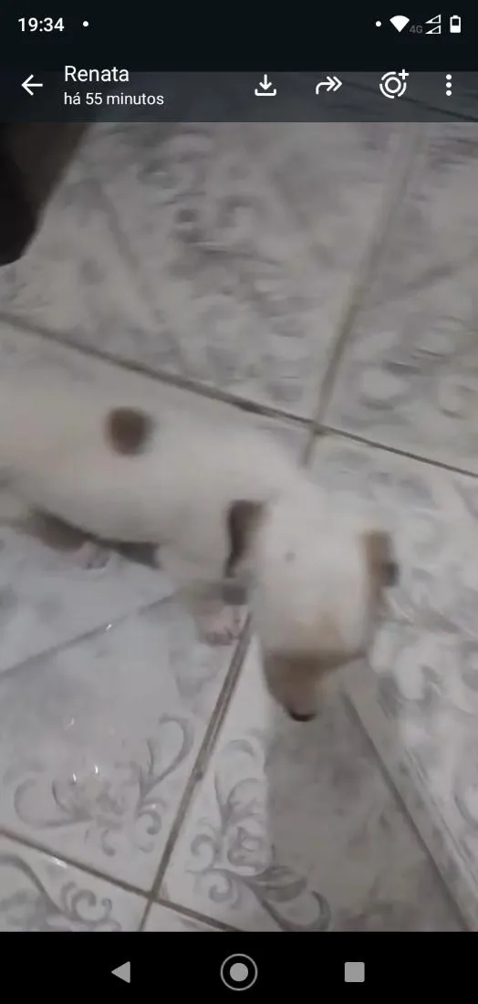 Cachorro raça SRD-ViraLata idade Abaixo de 2 meses nome sem nome ainda