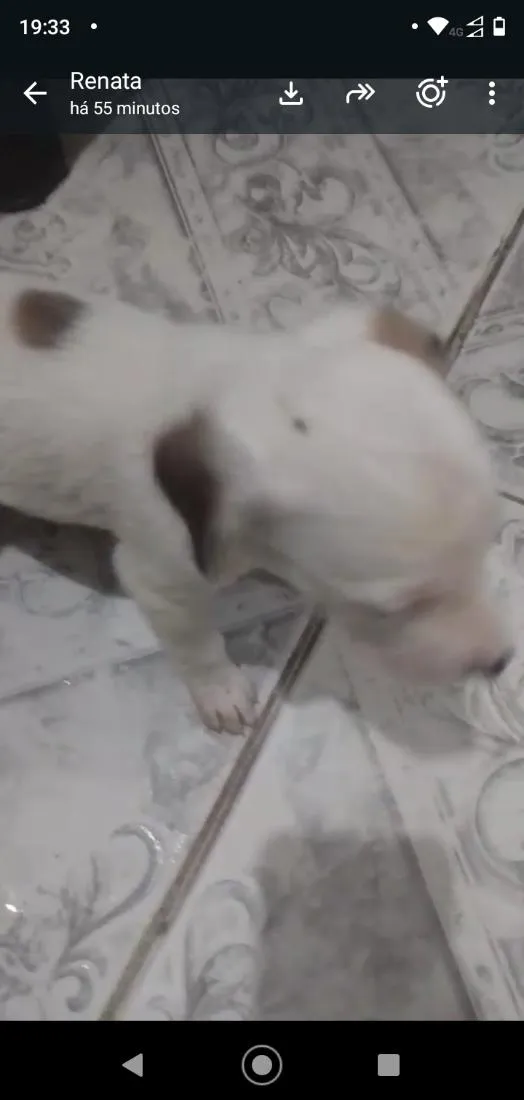 Cachorro raça SRD-ViraLata idade Abaixo de 2 meses nome sem nome ainda
