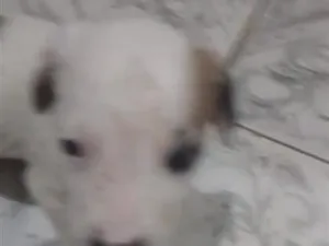 Cachorro raça SRD-ViraLata idade Abaixo de 2 meses nome sem nome ainda