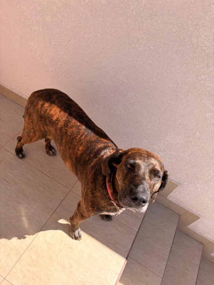 Cachorro raça SRD-ViraLata idade 3 anos nome Tigresa