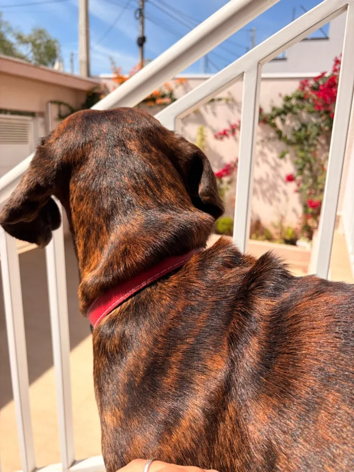 Cachorro raça SRD-ViraLata idade 3 anos nome Tigresa