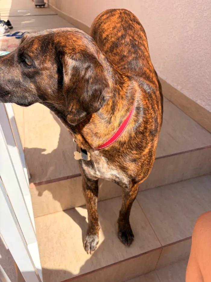 Cachorro raça SRD-ViraLata idade 3 anos nome Tigresa