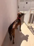 Tigresa