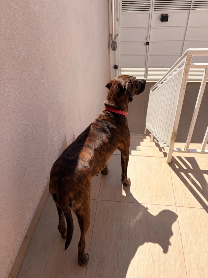 Cachorro raça SRD-ViraLata idade 3 anos nome Tigresa