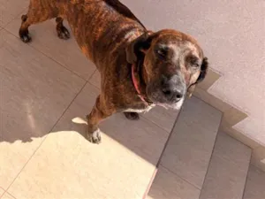 Cachorro raça SRD-ViraLata idade 3 anos nome Tigresa