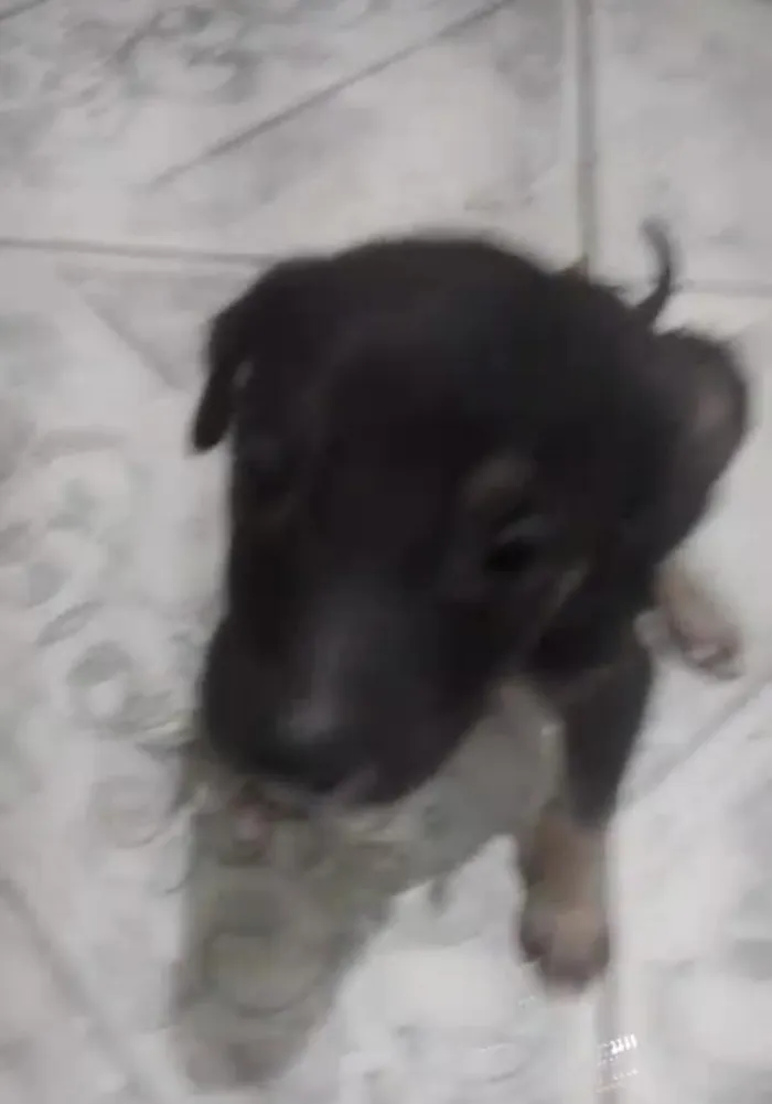Cachorro raça SRD-ViraLata idade Abaixo de 2 meses nome sem nome ainda