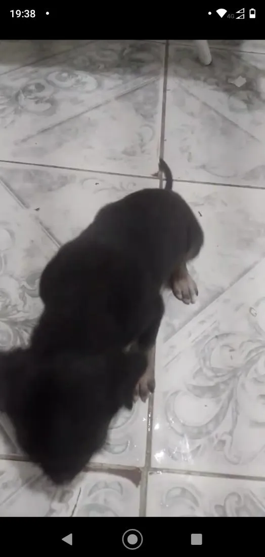 Cachorro raça SRD-ViraLata idade Abaixo de 2 meses nome sem nome ainda