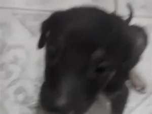Cachorro raça SRD-ViraLata idade Abaixo de 2 meses nome sem nome ainda