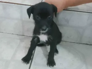 Cachorro raça SRD-ViraLata idade 2 a 6 meses nome Vitória