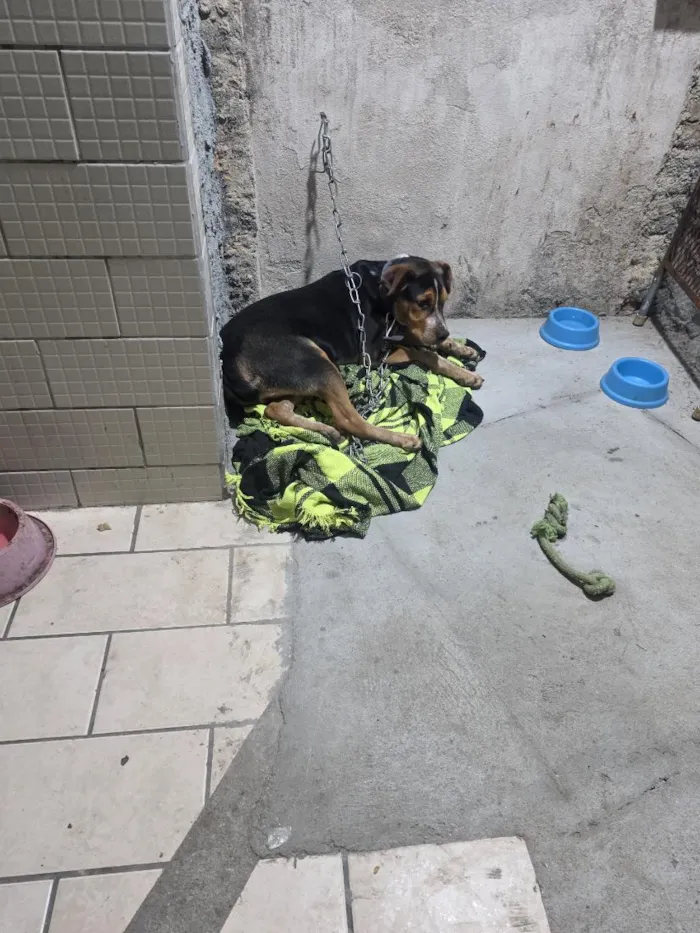 Cachorro raça SRD-ViraLata idade 2 a 6 meses nome Bob