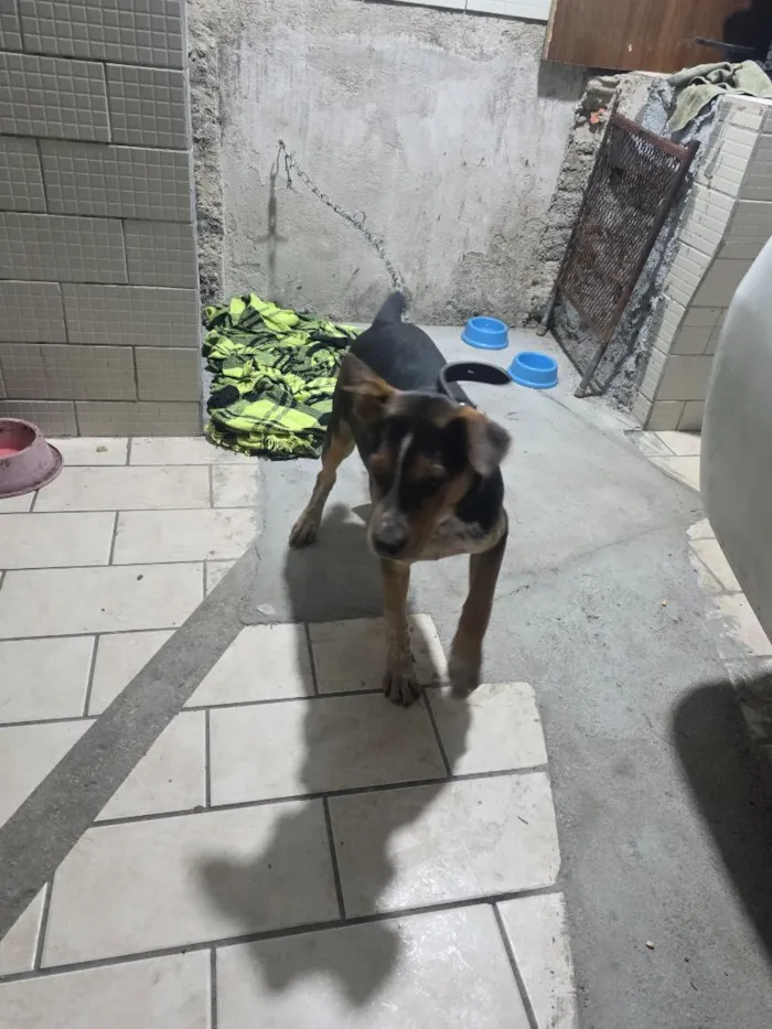 Cachorro raça SRD-ViraLata idade 2 a 6 meses nome Bob