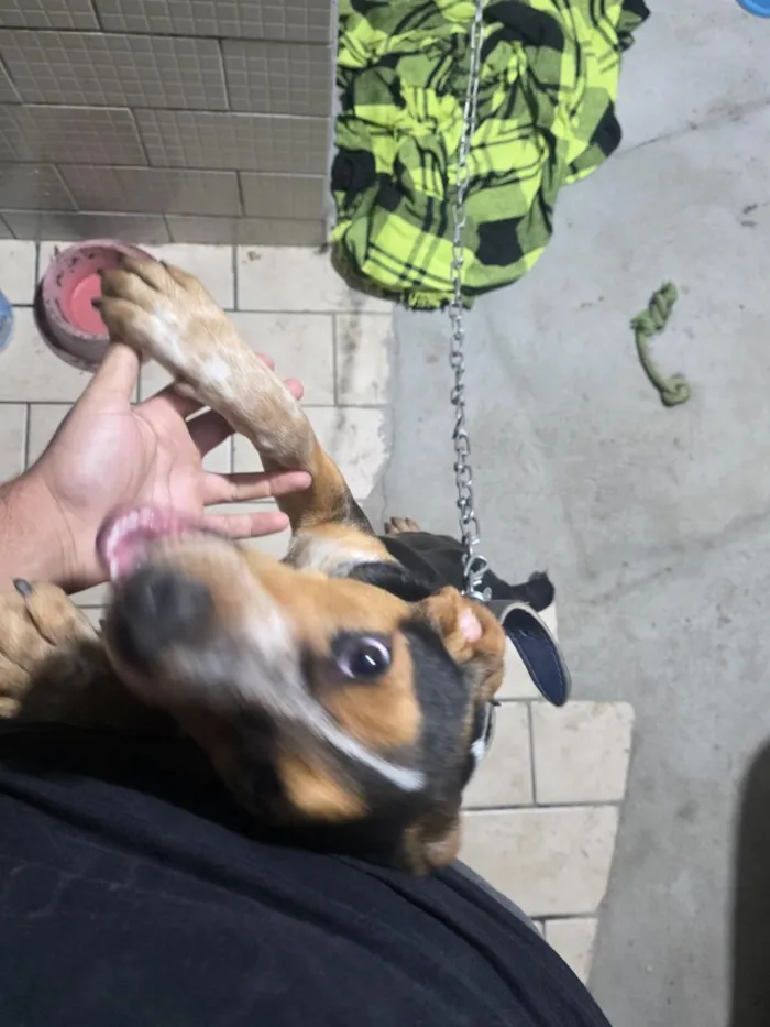 Cachorro raça SRD-ViraLata idade 2 a 6 meses nome Bob