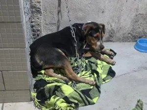 Cachorro raça SRD-ViraLata idade 2 a 6 meses nome Bob