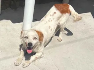 Cachorro raça SRD-ViraLata idade 2 a 6 meses nome Duck