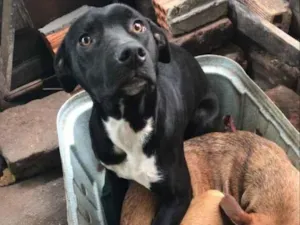Cachorro raça SRD-ViraLata idade 7 a 11 meses nome quero doar dois cachorros a mel e o Thor 