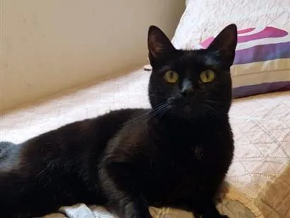 Gato raça SRD-ViraLata idade 5 anos nome isabela