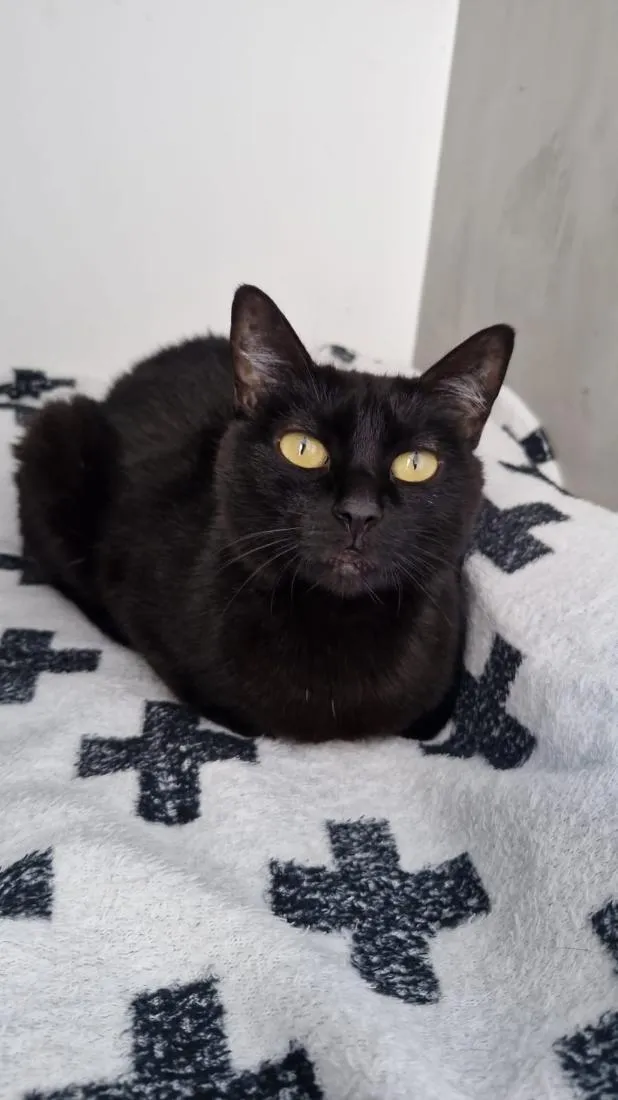 Gato raça SRD-ViraLata idade 5 anos nome Isadora