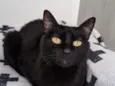 Isadora