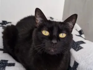 Gato raça SRD-ViraLata idade 5 anos nome Isadora