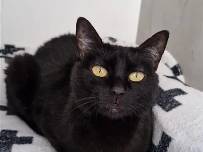 Gato raça SRD-ViraLata idade 5 anos nome Isadora