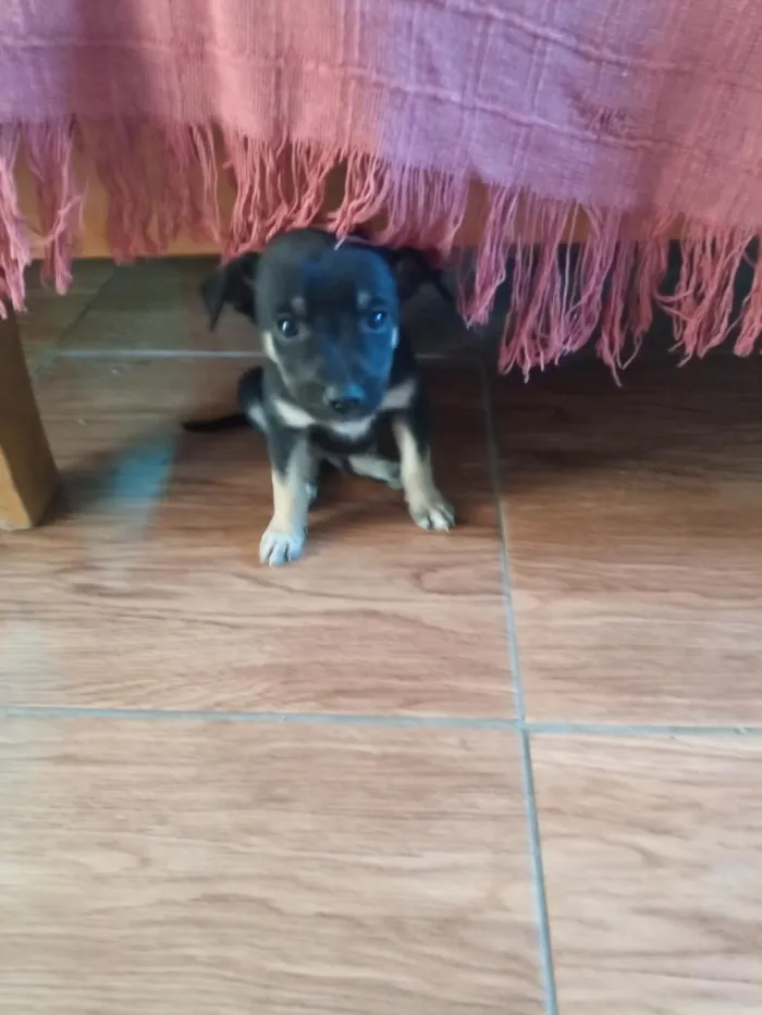 Cachorro raça SRD-ViraLata idade 2 a 6 meses nome não tem nome ainda 
