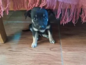 Cachorro raça SRD-ViraLata idade 2 a 6 meses nome não tem nome ainda 