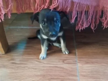 Cachorro raça SRD-ViraLata idade 2 a 6 meses nome não tem nome ainda 