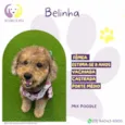 Belinha