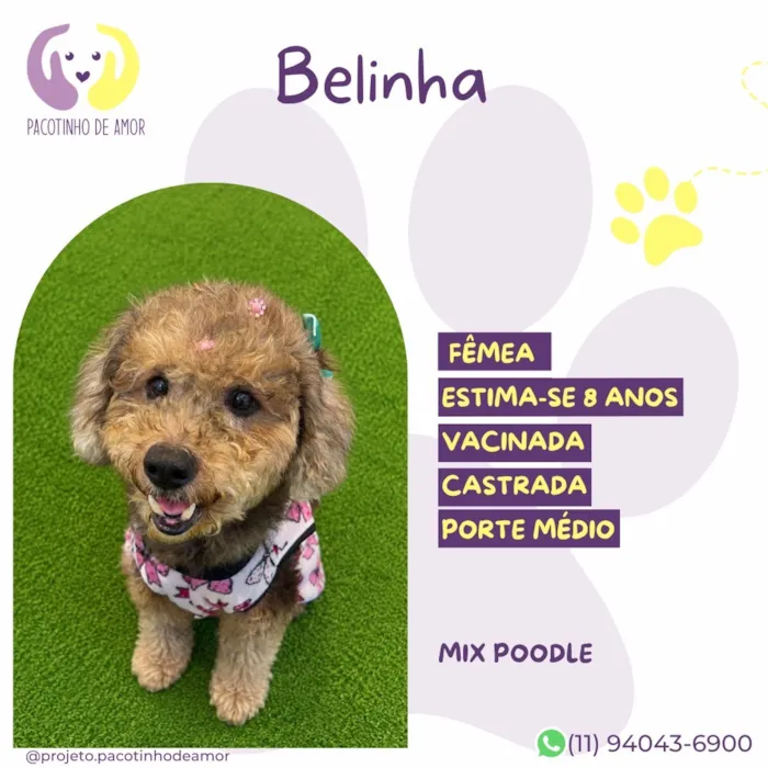 Cachorro raça SRD-ViraLata idade 6 ou mais anos nome Belinha