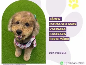 Cachorro raça SRD-ViraLata idade 6 ou mais anos nome Belinha