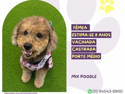Cachorro raça SRD-ViraLata idade 6 ou mais anos nome Belinha