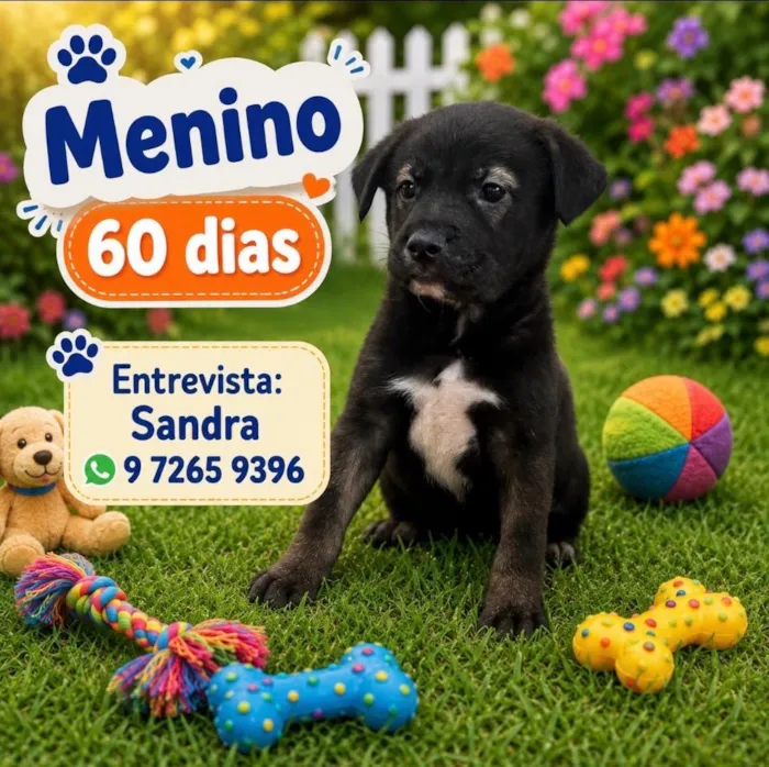 Cachorro raça SRD-ViraLata idade 2 a 6 meses nome Boris