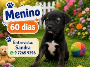 Cachorro raça SRD-ViraLata idade 2 a 6 meses nome Boris