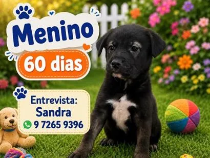 Cachorro raça SRD-ViraLata idade 2 a 6 meses nome Boris