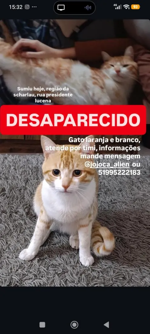 Gato raça SRD-ViraLata idade 1 ano nome Mich