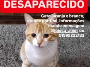 Gato raça SRD-ViraLata idade 1 ano nome Mich