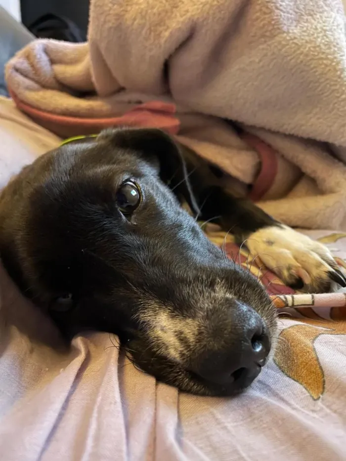 Cachorro raça SRD-ViraLata idade 2 anos nome Cacau