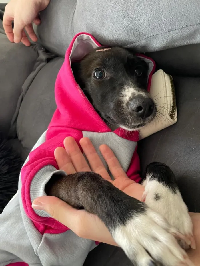Cachorro raça SRD-ViraLata idade 2 anos nome Cacau