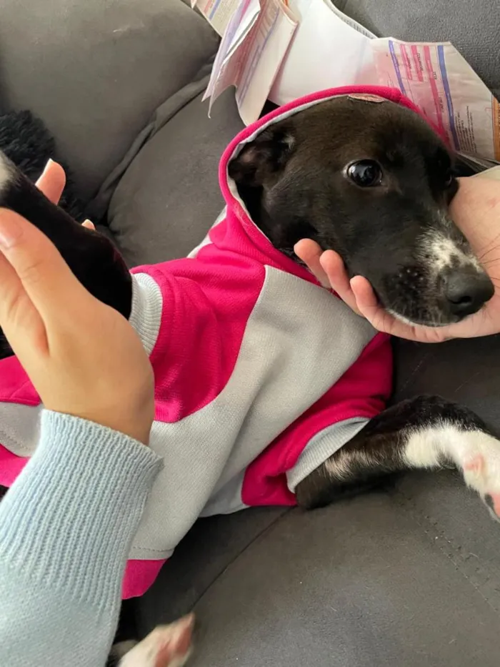Cachorro raça SRD-ViraLata idade 2 anos nome Cacau
