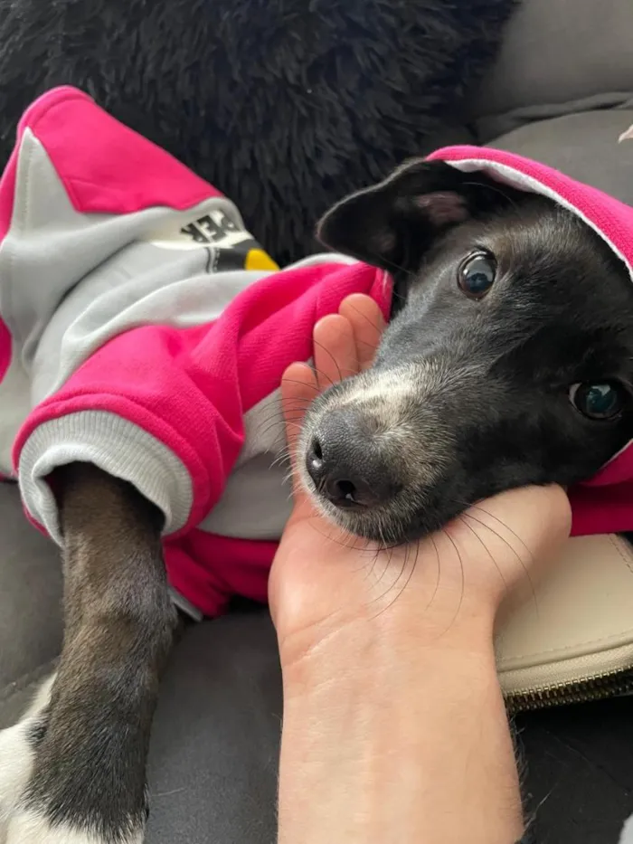 Cachorro raça SRD-ViraLata idade 2 anos nome Cacau