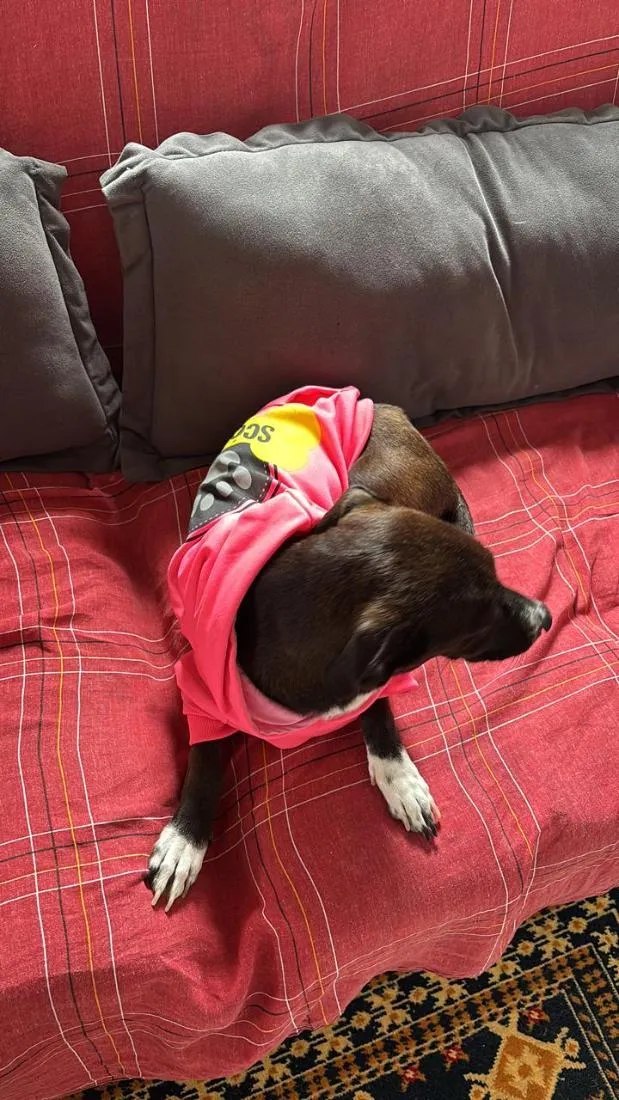 Cachorro raça SRD-ViraLata idade 2 anos nome Cacau