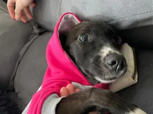 Cachorro raça SRD-ViraLata idade 2 anos nome Cacau